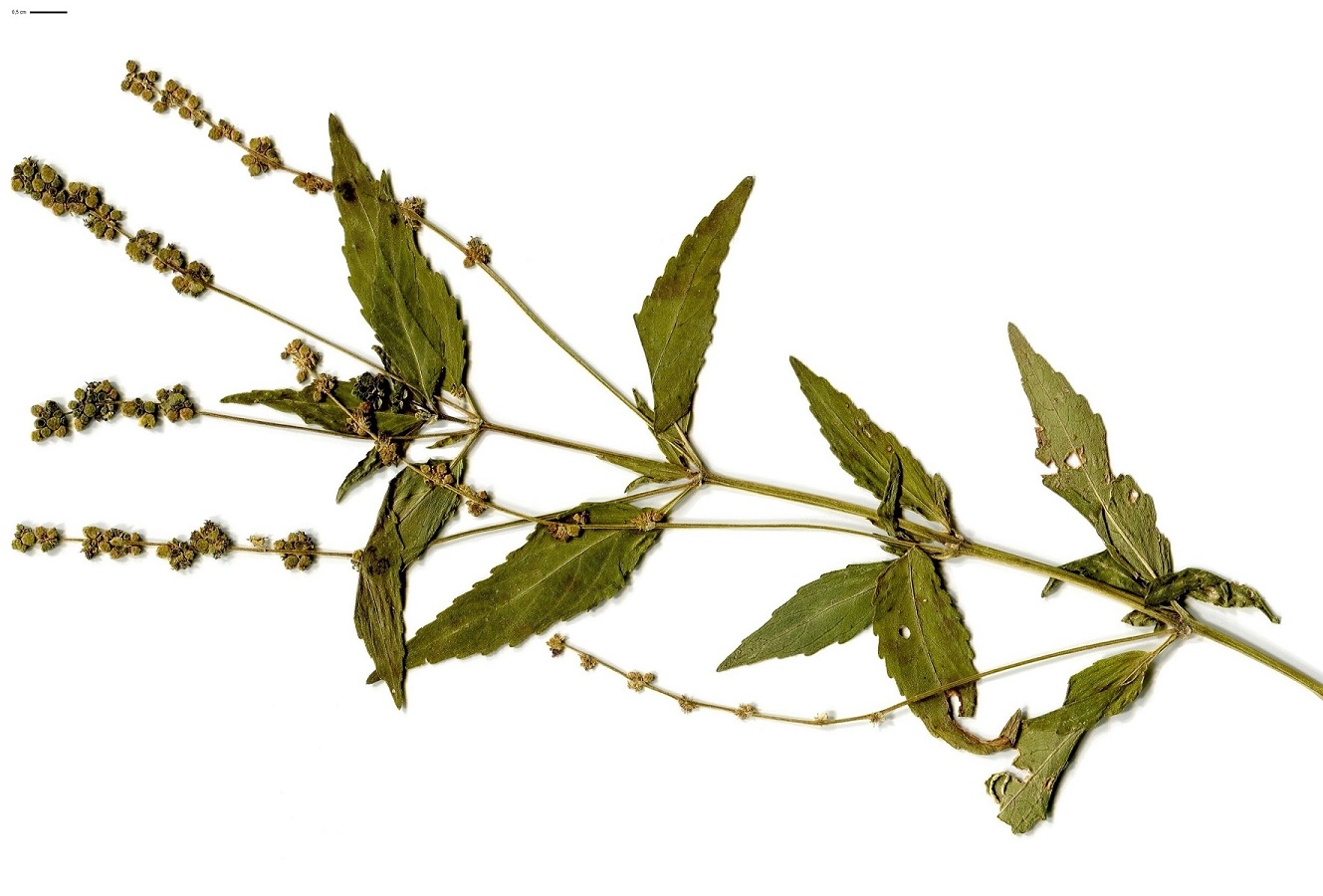 Mercurialis annua (Euphorbiaceae)